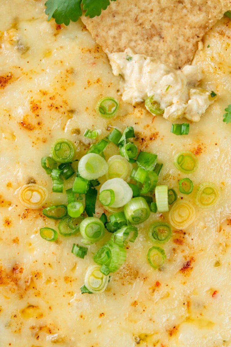 A tortilla chip being dipped into the creamy, cheesy enchilada dip that's filled with chicken and two types of cheese.